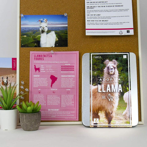 Adopt A Llama Gift Box